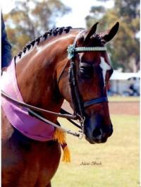 Horsezone Add images to your Horsezone classifieds and auctions