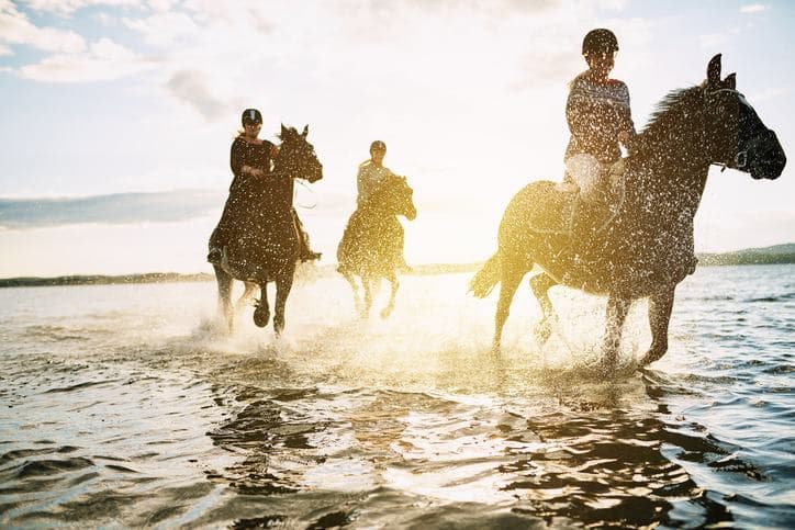 Horsezone